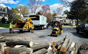 Best Stump Grinding and Removal  in Schofield, WI