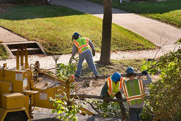 How Our Tree Care Process Works  in  Schofield, WI