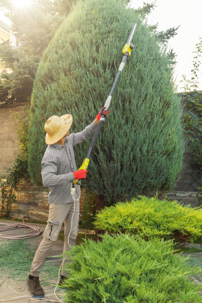 Best Fruit Tree Pruning  in Schofield, WI