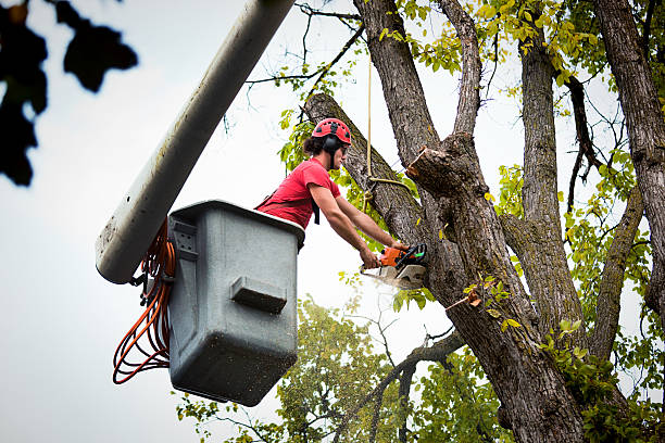 Best Storm Damage Tree Cleanup  in Schofield, WI